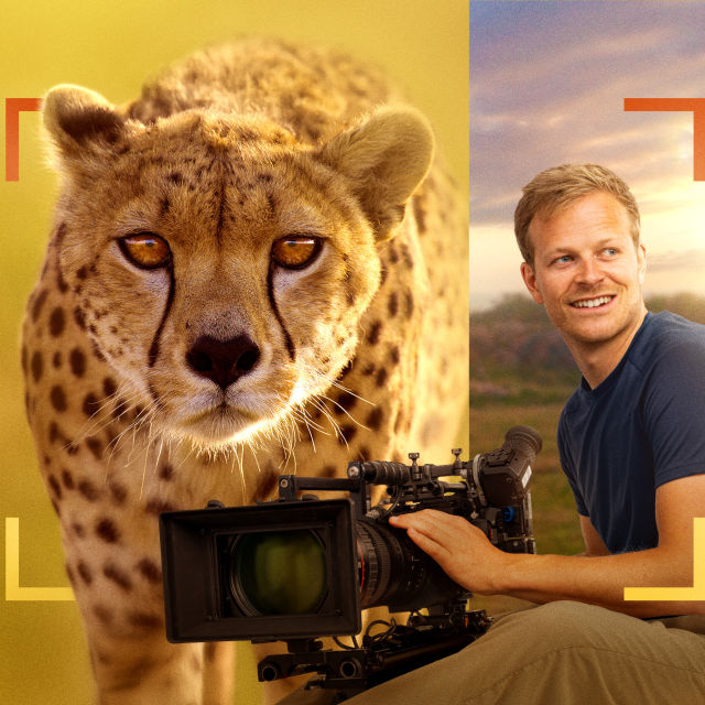 Bertie Gregory – lähikuvassa gepardit