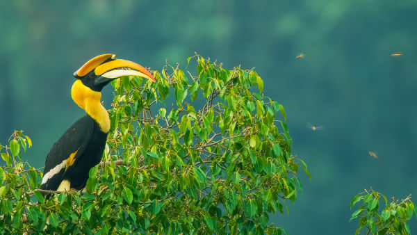 NG Wild: Nilgiris: Jaettu erämaa