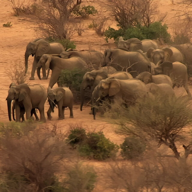 Elephant Planet