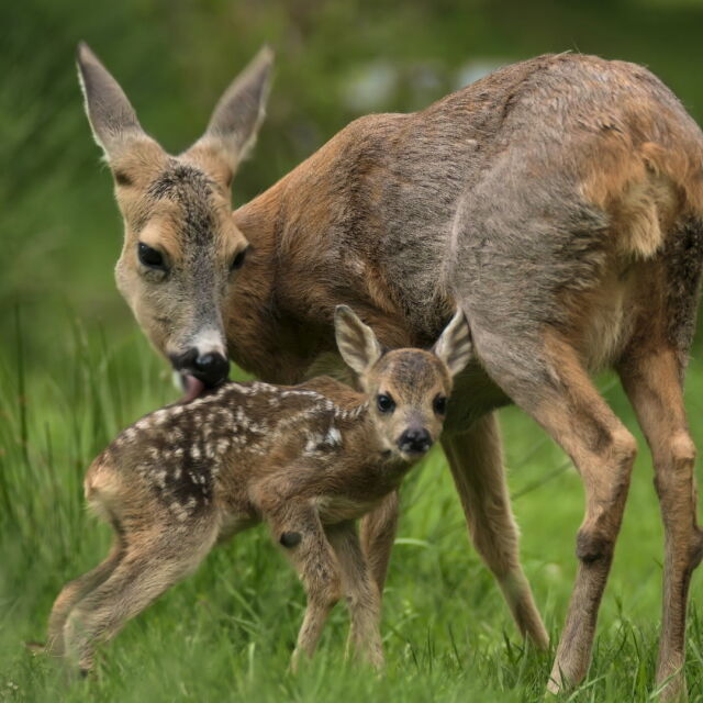 Nature's Nurseries - The Next Wild Generation