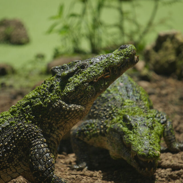Wild Crocs of the Caribbean