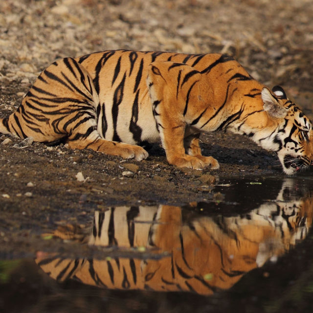 Tiikerien laskeminen