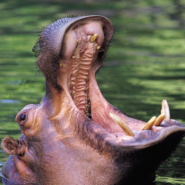 Tuhoisin purentavoima