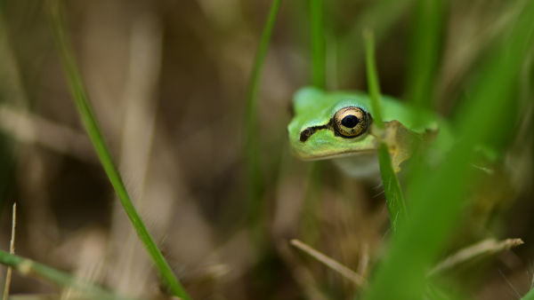 Madagaskarin oudoimmat