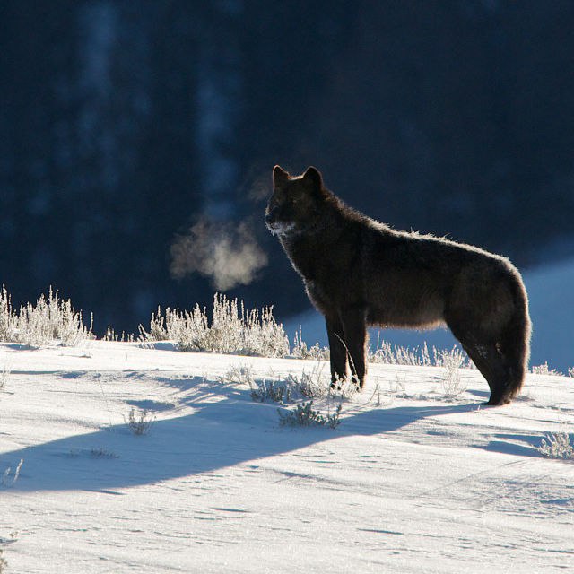 Amerikan kansallispuistojen eläimet