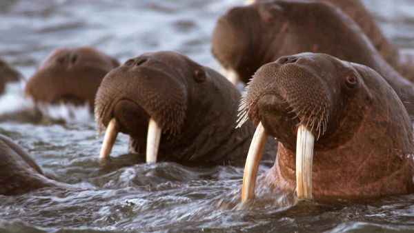 Alaskan kuolettavimmat: Saalistaja vaanii