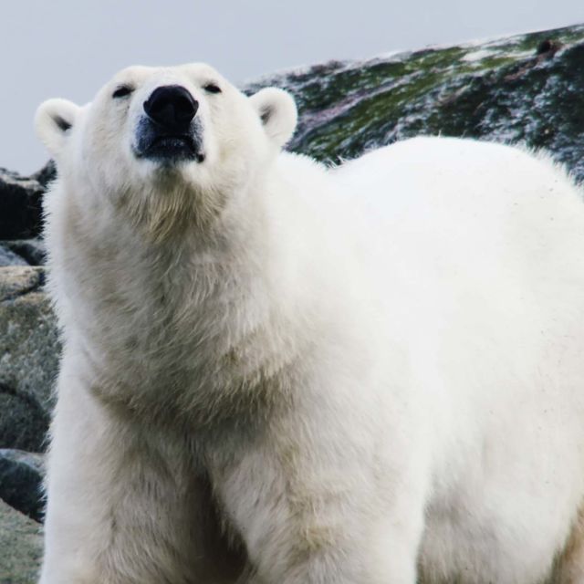 Villit arktiset alueet