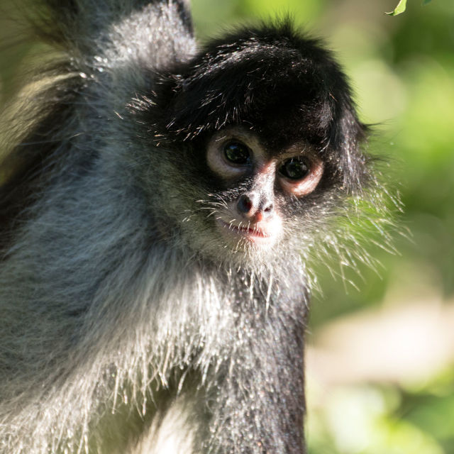 Villi Keski-Amerikka