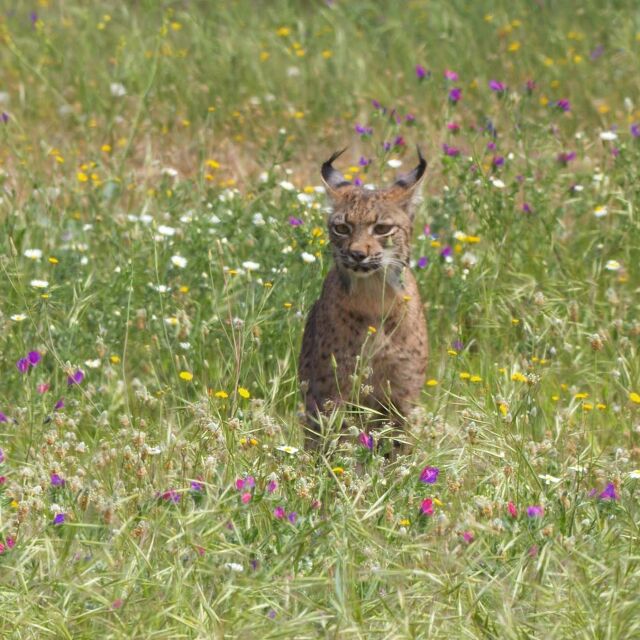 Land of the Iberian Lynx
