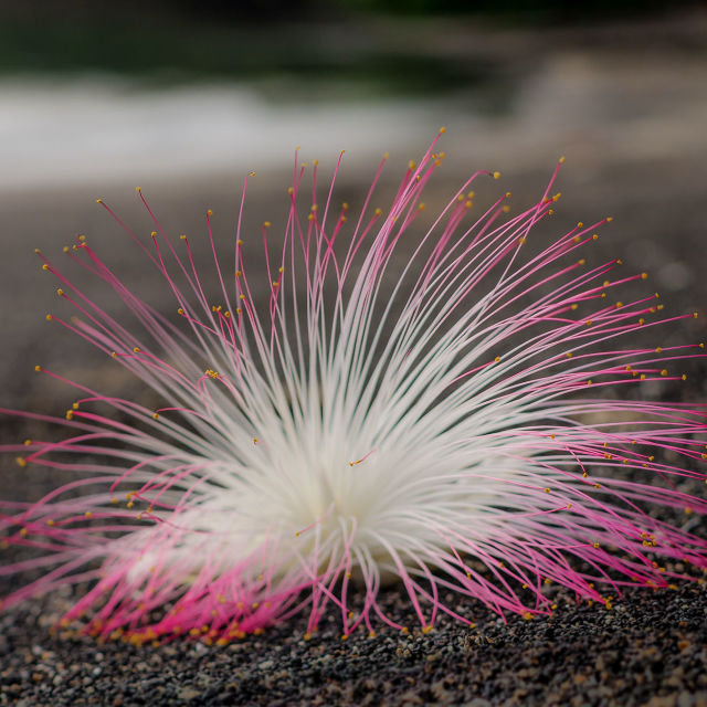 Villi Indonesia