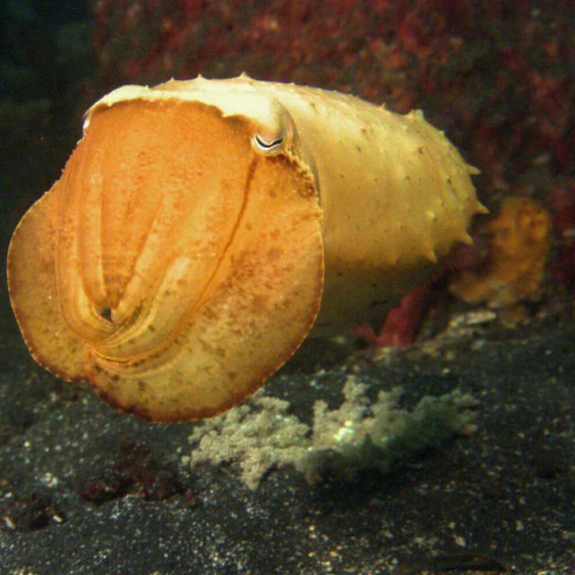 Eläinten tappeluklubi