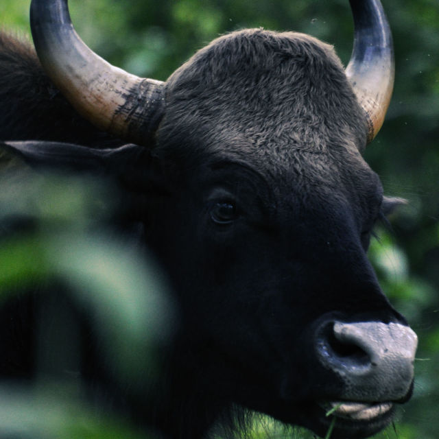 Intian kadonneet maailmat