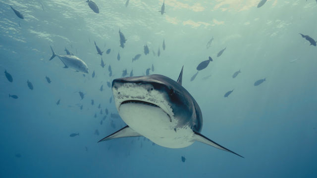 NG Wild: Tutkimuskohde: Haihyökkäys