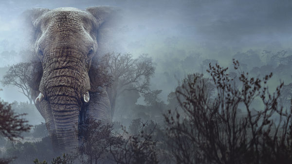 ΕΛΕΦΑΝΤΕΣ ΦΑΝΤΑΣΜΑΤΑ