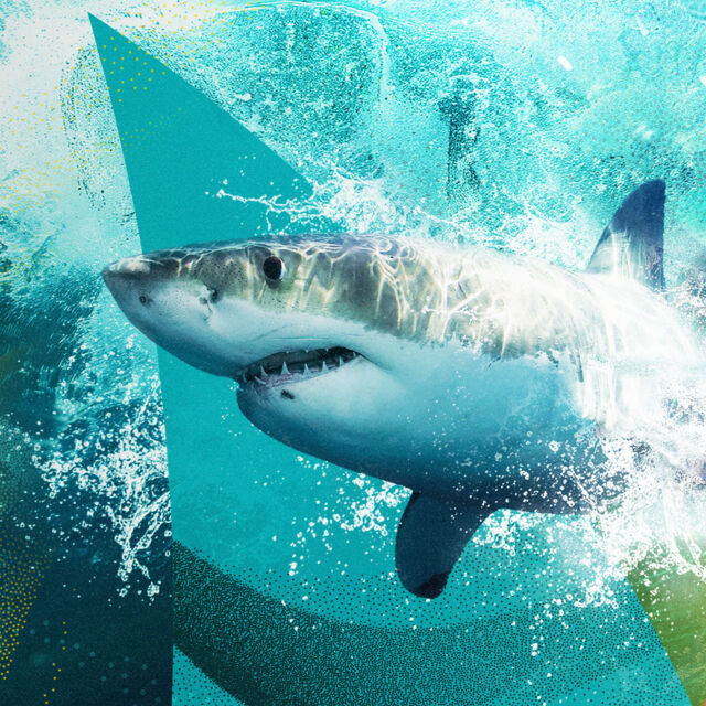 ΑΦΙΕΡΩΜΑ: SHARKFEST