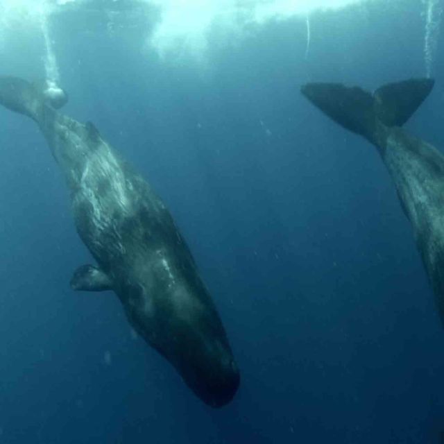 Τιτάνες της Θάλασσας: Οικογενειακή Υπόθεση