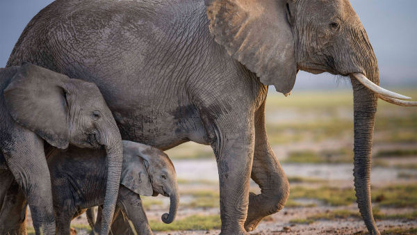 Βασίλισσες