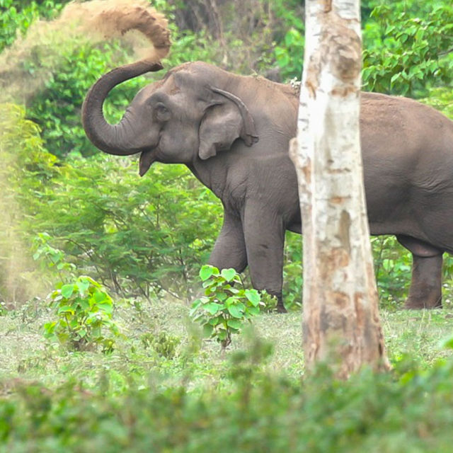Άγρια Ζωή στην Ταϊλάνδη