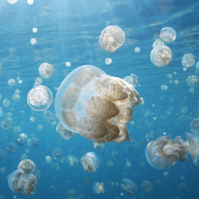 Δολοφόνοι στα Βάθη των Ωκεανών