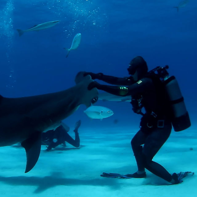 Διάσημοι Καταζητούμενοι Καρχαρίες