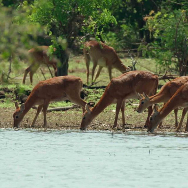 Jezero Tanganjika: Afričko modro srce