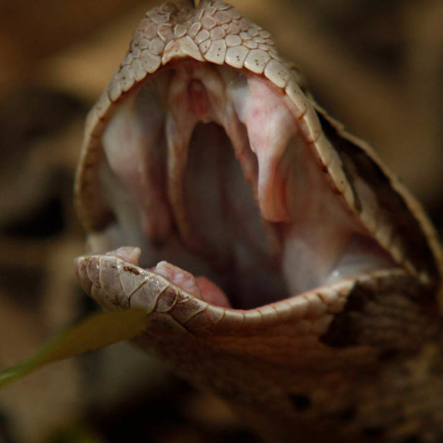 Kraljice među otrovnicama