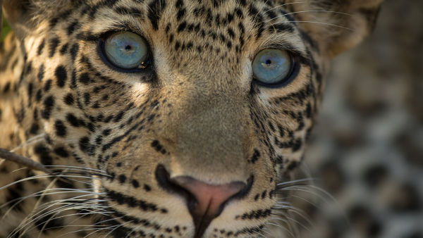 Nasljeđe leoparda
