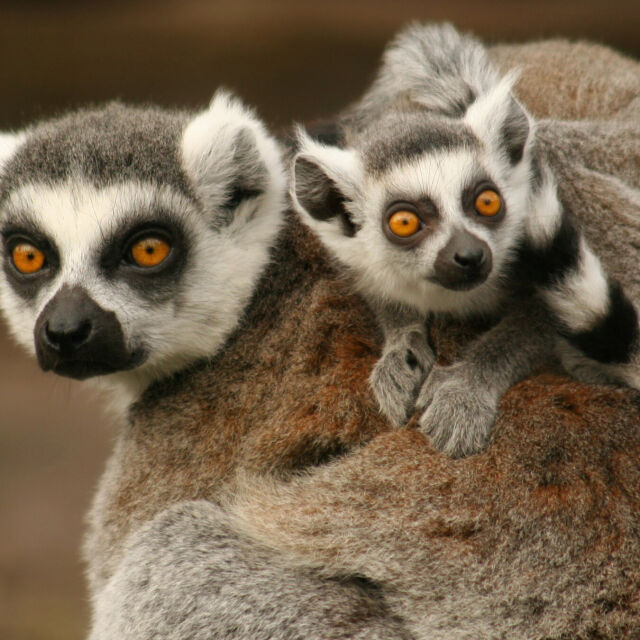 Legendarni lemuri Madagaskara