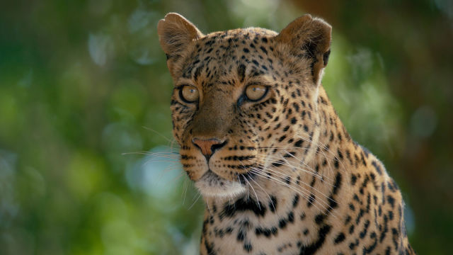 Mashatu: zemlja leoparda