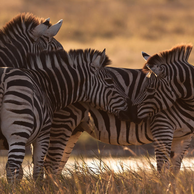 Kalahari – podzemna pustinja Afrike