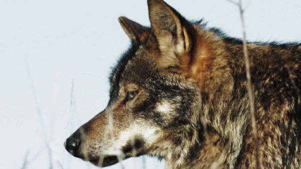 Divlji lovci: Smrtonosni ubojice Afrike