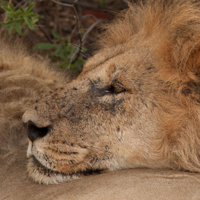 Lavlja braća: od mladunaca do kraljeva