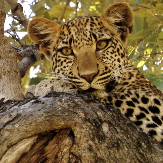 Pogled kroz oči leoparda