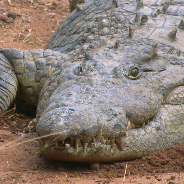 Najsmrtonosnije životinje u Africi