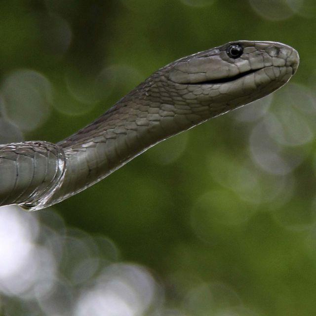Predator u raju
