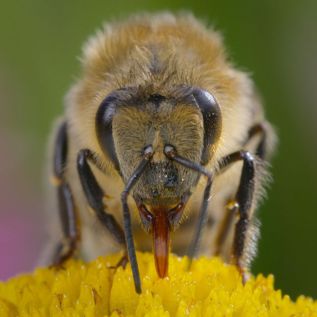 Tajne pčela