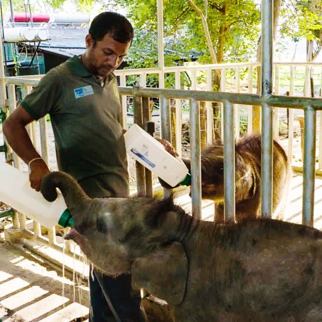 Spašavanje bebe slona