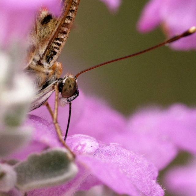 Predivna Amerika: Divlji jugozapad