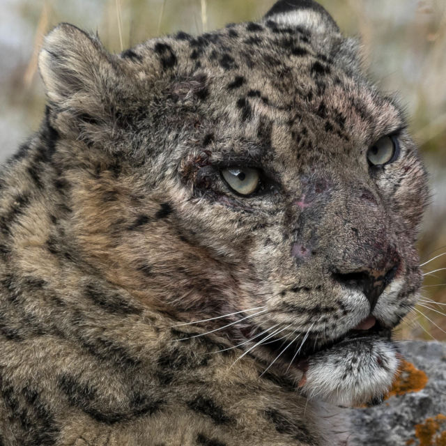 Ledeno kraljevstvo snježnih leoparda