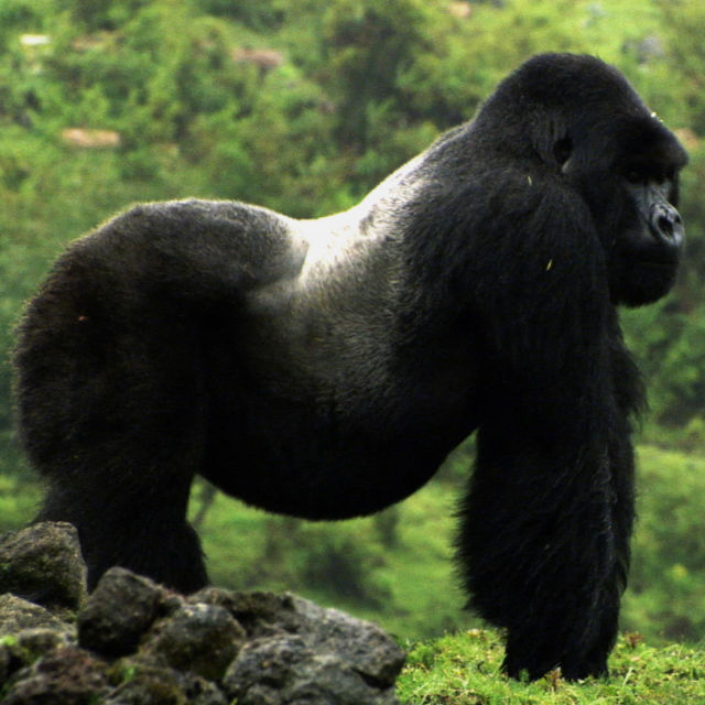 Kraljevstvo čovjekolikih majmuna