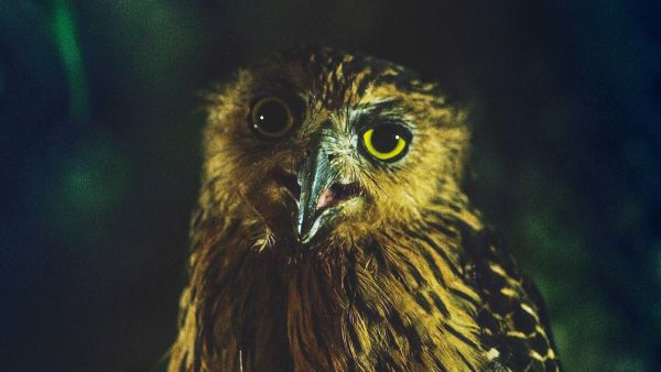 Mrtvi do zore: kompilacije