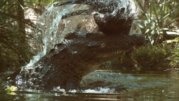 Hüllők háza - Vasárnaponként 18.00-kor