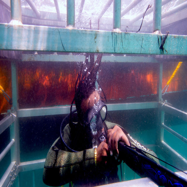 Színváltó cápák