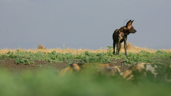 Gorongosa: A ragadozók visszatérnek