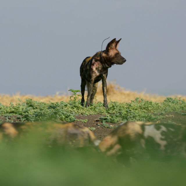 Gorongosa: A ragadozók visszatérnek