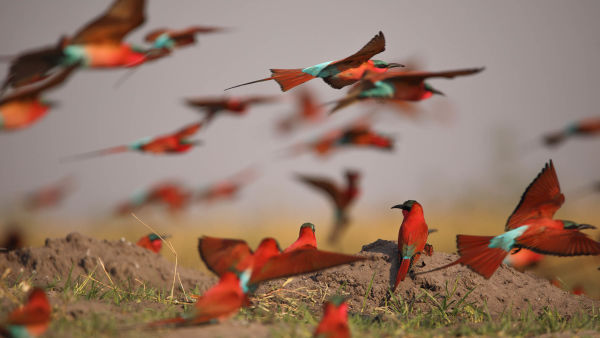 Mágikus Okavango-delta