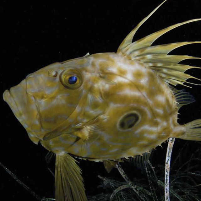 A Földközi-tenger hősei