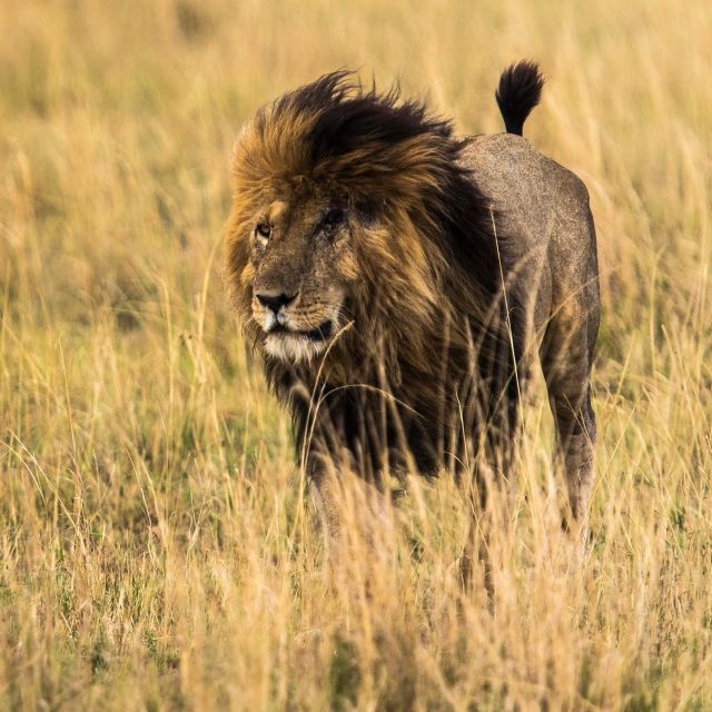 A szafari bűvöletében