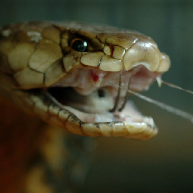 Vigyázz (rá), mérgeskígyó!