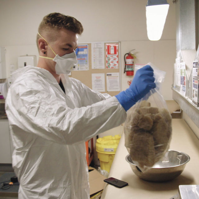 Új-Zéland határőrei